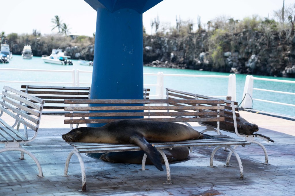 Santa Cruz, Galápagos — The Island That Stole My&nbsp;Heart